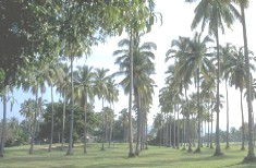 Planting over 560,000 royal palms in Guantanamo, Cuba